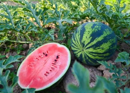 河南网红吃瓜事件视频