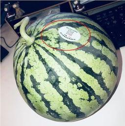 网红吃瓜视频最新