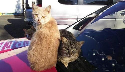 吃瓜网爆料绯红小猫,吃瓜网独家爆料，揭秘娱乐圈神秘人物