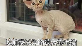 吃瓜网爆料绯红小猫,吃瓜网独家爆料，揭秘娱乐圈神秘人物