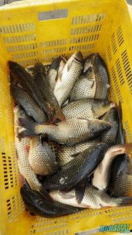 51cg吃瓜网钓鱼,揭秘网络钓鱼背后的真相