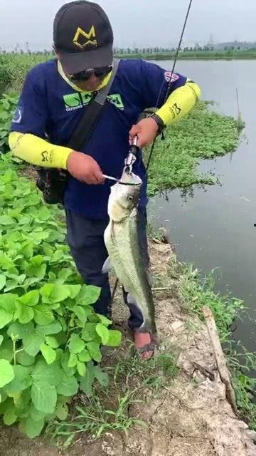 51cg吃瓜网钓鱼,揭秘网络钓鱼背后的真相