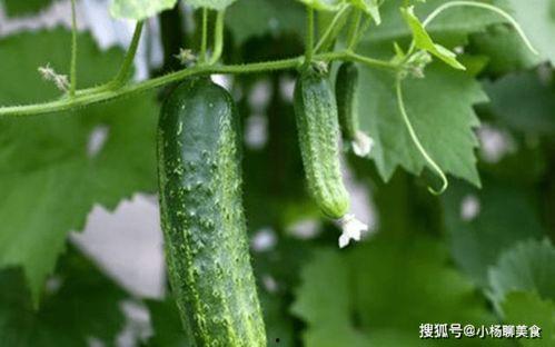 网红吃瓜视频的推荐算法,带你领略热门内容背后的秘密