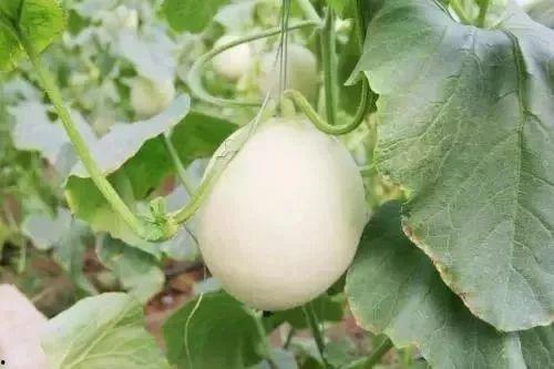 茂名网红吃瓜事件,揭秘网络舆论的风暴与真相