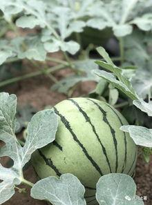 网红最近的吃瓜视频大全,揭秘娱乐圈最新热点事件