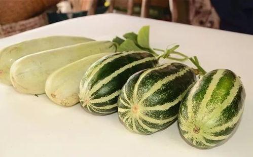 网红吃长瓜,趣味横生引网友热议