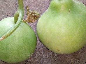 国内吃瓜网群,热门话题背后的真相与笑料