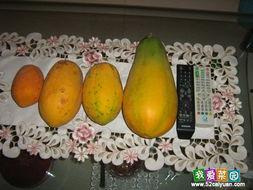 国内吃瓜网群,热门话题背后的真相与笑料