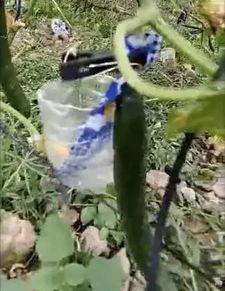 成县网红吃瓜事件真相,真相背后的网络狂欢与反思