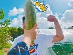 吃瓜群聊 网红,揭秘娱乐圈幕后故事