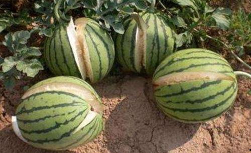 广西南宁网红吃瓜事件真相,真相背后的网络风波