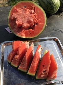 网红那些瓜在哪吃,那些瓜在哪吃