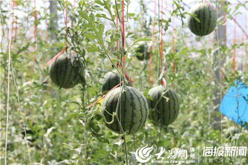 诸暨网红吃瓜事件视频最新