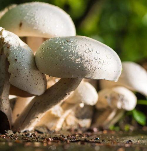 蘑菇吃瓜网是正规平台吗,揭秘其正规性，平台真相大起底