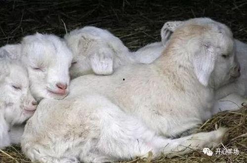 网红吃晴天小羊的瓜