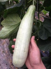 最近网上曝光的网红吃瓜,揭秘网络舆论背后的真相与争议