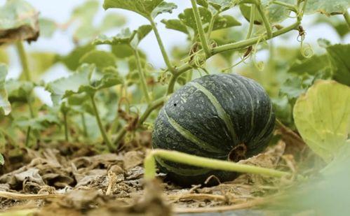 那些被爆吃瓜的网红,揭秘网络红人的幕后真相