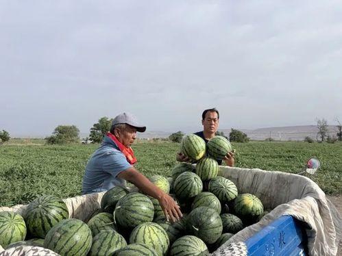 吃瓜网缅北专区,吃瓜网带你探秘神秘边境风云