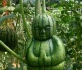 英国网红吃瓜事件真相,真相背后的惊人内幕