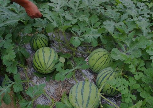 河南搞笑网红吃瓜视频