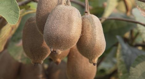 网红鹅吃哈密瓜