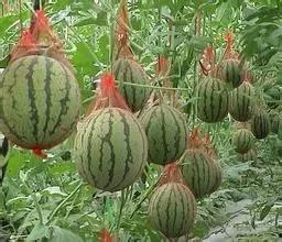 吃瓜网红事件江苏,揭秘网络舆论的风云变幻