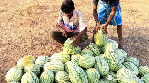 51黑科网吃瓜在线,揭秘科技圈那些不为人知的幕后故事