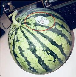 东北吃瓜网红,揭秘东北美食背后的故事