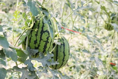 东北吃瓜网红,揭秘东北美食背后的故事
