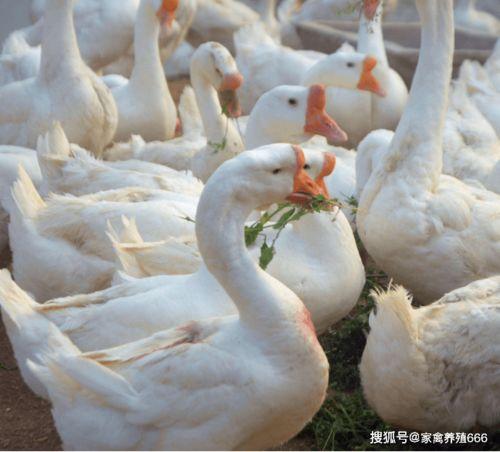 网红大鹅吃瓜图片高清,高清画面引网友热议