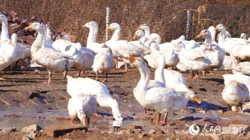网红大鹅吃瓜图片高清,高清画面引网友热议