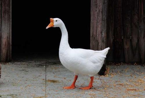 网红大鹅吃瓜图片高清,高清画面引网友热议