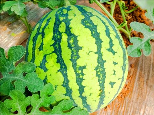 911八卦爆料吃瓜网,吃瓜网带你探秘娱乐圈幕后真相