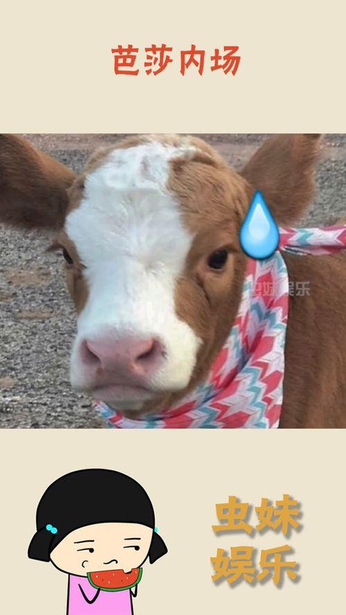 抖音我的晴崽吃瓜网,带你领略网络红人的魅力