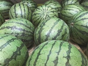 地瓜网吃瓜会员