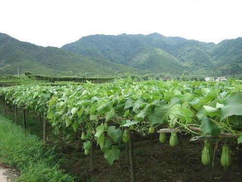 吃瓜网利世,带你走进网络舆论的漩涡