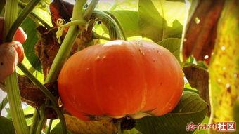 吃瓜网sjn9cn,带你走进网络八卦的神秘世界