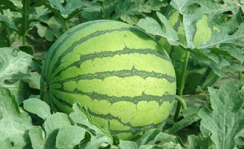 吃瓜网sjn9cn,带你走进网络八卦的神秘世界