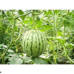 吃瓜网sjn9cn,带你走进网络八卦的神秘世界