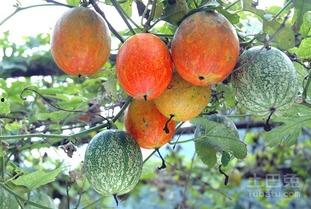 网红吃薄皮小吊瓜