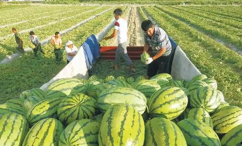 网红吃瓜博雅图片大全