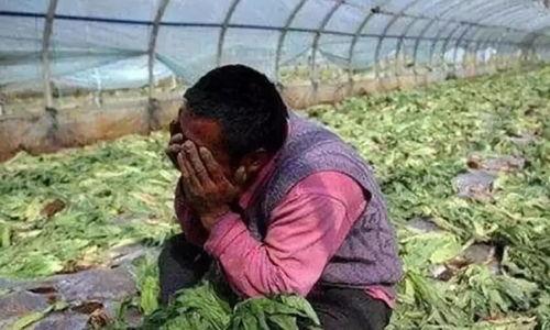 商洛网红吃瓜事件真相视频