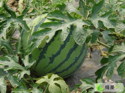 实时吃瓜网,揭秘娱乐圈最新热点，带你畅游八卦海洋