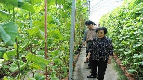 平乡网红吃瓜事件始末是真的吗,真相揭秘与网络舆论风暴