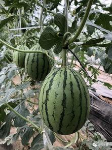 广西南宁吃瓜网红是谁,揭秘广西南宁吃瓜一哥的传奇人生”