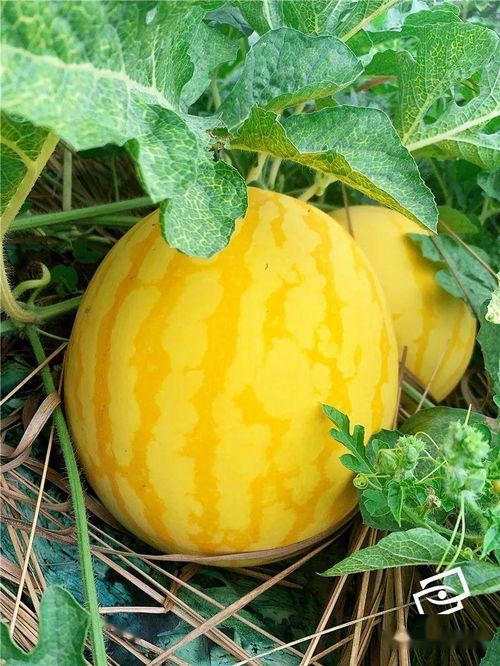 吃瓜网官方网站介绍,带你领略网络娱乐资讯的盛宴