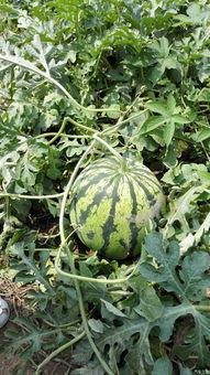 吃瓜网为什么进不去,吃瓜网无法访问背后的真相