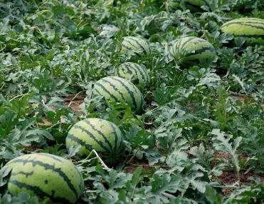 吃瓜网为什么进不去,吃瓜网无法访问背后的真相