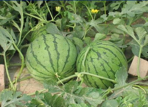 鞍山网红吃瓜事件,揭秘网络舆论的风云变幻