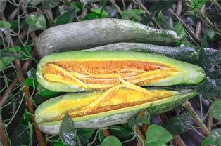 网红佳伟吃瓜,一场吃瓜盛宴背后的故事